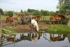 Konie z rancza Buffalo Bill